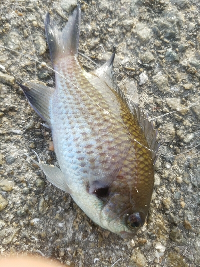 小アジ釣り　～アジ、成長してる♪～
