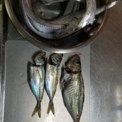 太刀魚ときどき鯵