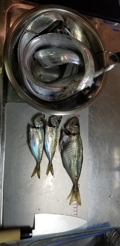 太刀魚ときどき鯵