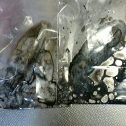 朝マズメ　アオリイカ