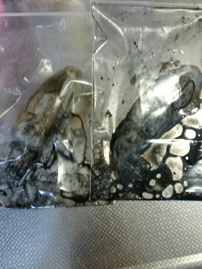 朝マズメ　アオリイカ