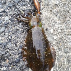 人の方が多いけど快釣