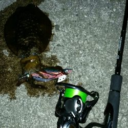 サイズアップ❕ アオリイカ