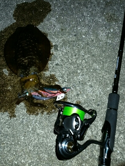 サイズアップ❕ アオリイカ