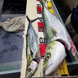 メジロ、サゴシ　ゲット♪