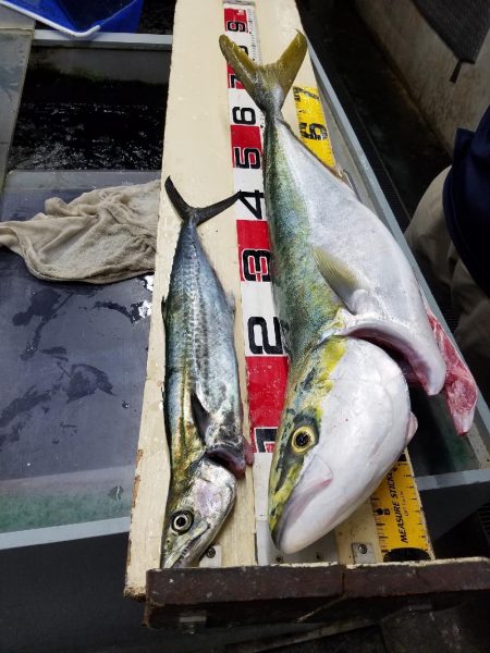 メジロ、サゴシ　ゲット♪