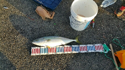 やっぱ秋は良いですね