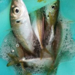 キス釣り ~ちょい投げ仕掛けにアジ~