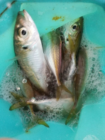 キス釣り ~ちょい投げ仕掛けにアジ~