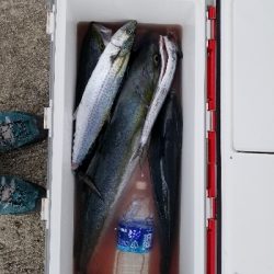 今日はルアーが良かった。