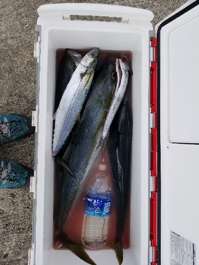 今日はルアーが良かった。