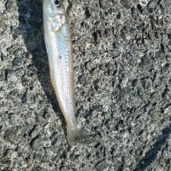 キス釣り ~カレイがヒット!~