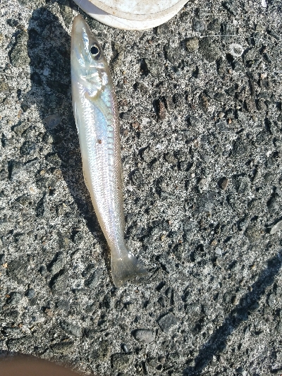 キス釣り ~カレイがヒット!~