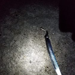 本日ルアー不調につき。