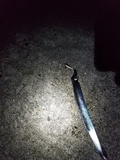 本日ルアー不調につき。