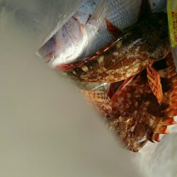 岩谷の地磯いきました