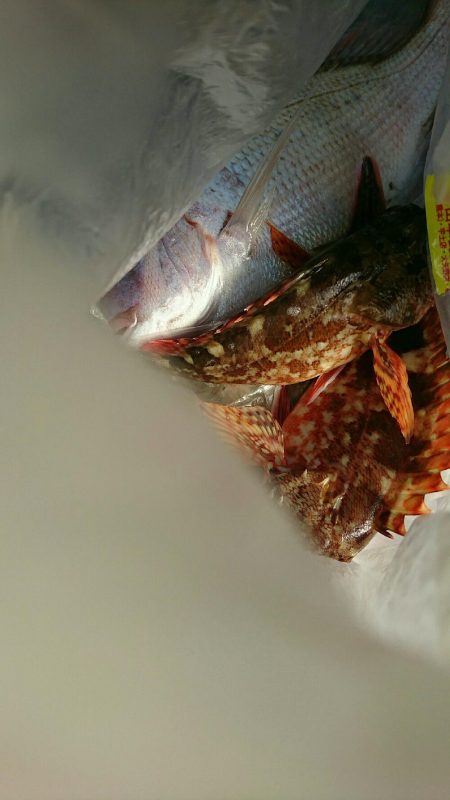 岩谷の地磯いきました