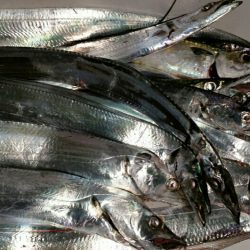 雨の止み間に大爆釣