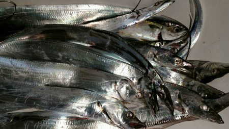 雨の止み間に大爆釣