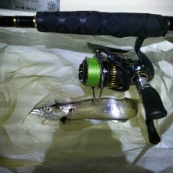 太刀魚は何処かへ