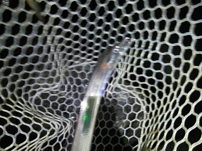 太刀魚2匹だけでした