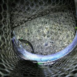 太刀魚2匹だけでした