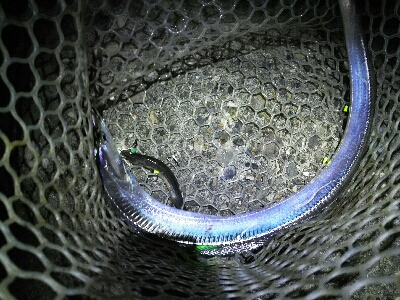 太刀魚2匹だけでした