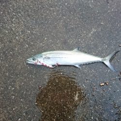 強雨、爆風、爆釣？