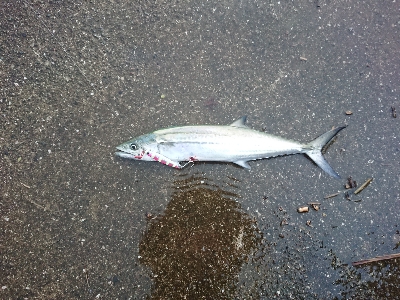 強雨、爆風、爆釣？