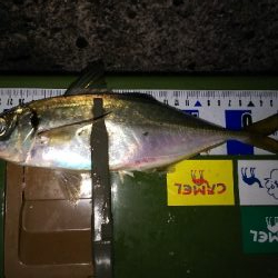 久しぶりのアジの引きを堪能！