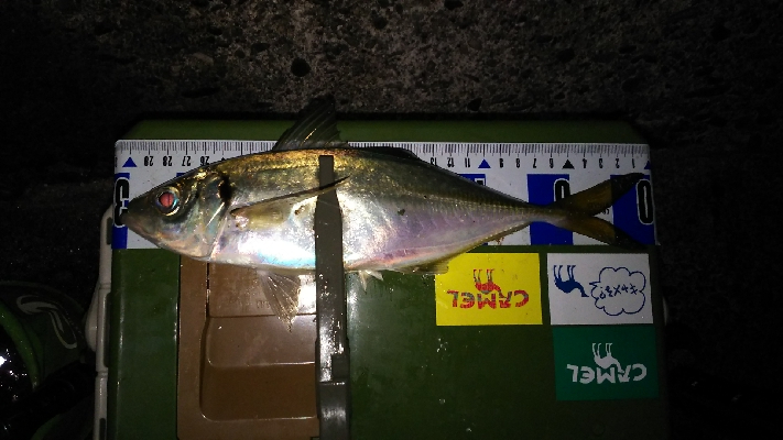 久しぶりのアジの引きを堪能！