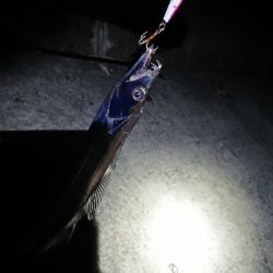 淡路島縦断！刀狩り