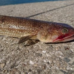 淡路島縦断釣行！！