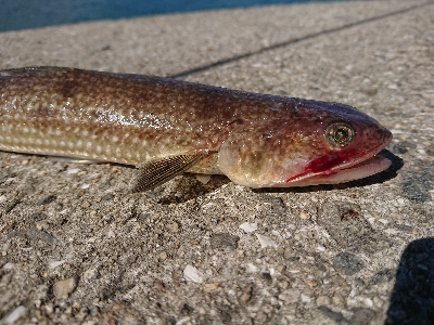淡路島縦断釣行！！