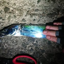 安定のタチウオ