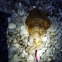 秋イカですね❗