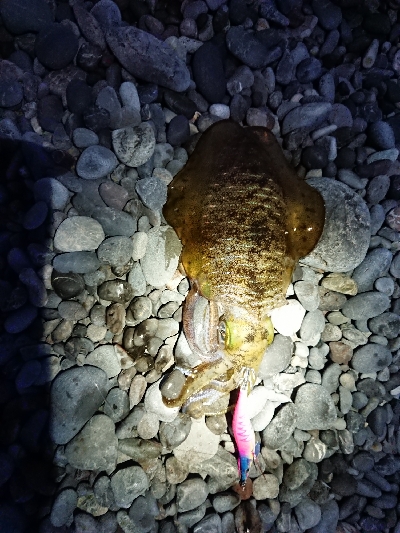 秋イカですね❗