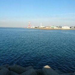 今日もサゴシだって