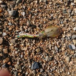 淡路島縦断釣行！！！