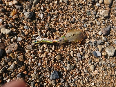 淡路島縦断釣行！！！