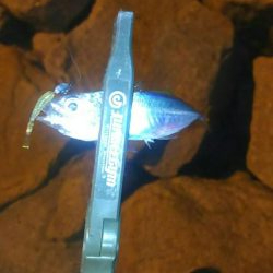 極小豆アジング