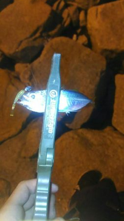 極小豆アジング