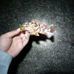 マイクロガッシー