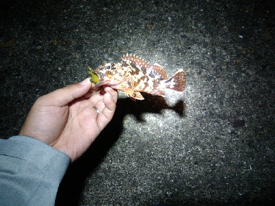 マイクロガッシー