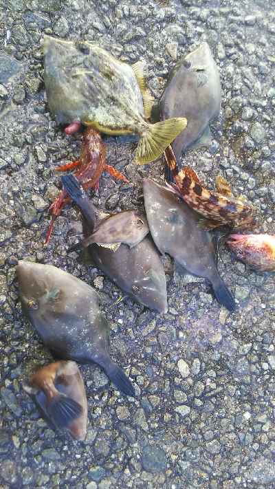 カンダイ、カワハギ