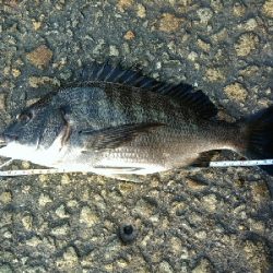 やっぱりヘチヌー。