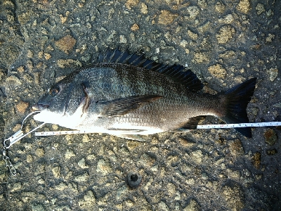 やっぱりヘチヌー。