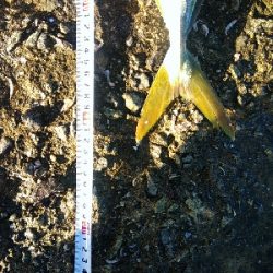 念願のハマチ！！