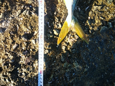 念願のハマチ！！