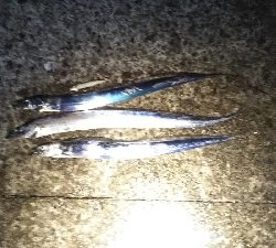 マズメは、安定！